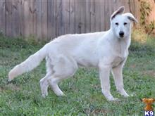 German Shepherd